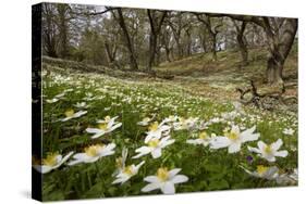 Wood Anemones (Anemone Nemorosa) Growing in Profusion on Woodland Floor, Scotland, UK, May 2010-Mark Hamblin-Stretched Canvas