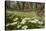 Wood Anemones (Anemone Nemorosa) Growing in Profusion on Woodland Floor, Scotland, UK, May 2010-Mark Hamblin-Stretched Canvas