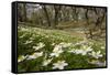 Wood Anemones (Anemone Nemorosa) Growing in Profusion on Woodland Floor, Scotland, UK, May 2010-Mark Hamblin-Framed Stretched Canvas