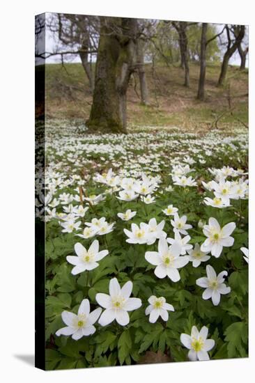 Wood Anemones (Anemone Nemorosa) Growing in Profusion on Woodland Floor, Scotland, UK, May 2010-Mark Hamblin-Stretched Canvas