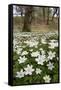 Wood Anemones (Anemone Nemorosa) Growing in Profusion on Woodland Floor, Scotland, UK, May 2010-Mark Hamblin-Framed Stretched Canvas