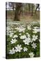 Wood Anemones (Anemone Nemorosa) Growing in Profusion on Woodland Floor, Scotland, UK, May 2010-Mark Hamblin-Stretched Canvas