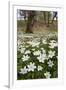 Wood Anemones (Anemone Nemorosa) Growing in Profusion on Woodland Floor, Scotland, UK, May 2010-Mark Hamblin-Framed Photographic Print