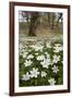 Wood Anemones (Anemone Nemorosa) Growing in Profusion on Woodland Floor, Scotland, UK, May 2010-Mark Hamblin-Framed Photographic Print