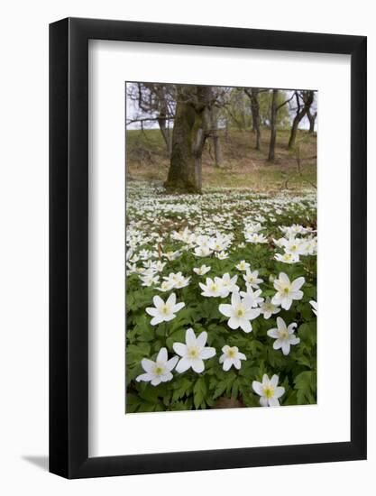 Wood Anemones (Anemone Nemorosa) Growing in Profusion on Woodland Floor, Scotland, UK, May 2010-Mark Hamblin-Framed Photographic Print