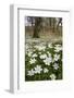 Wood Anemones (Anemone Nemorosa) Growing in Profusion on Woodland Floor, Scotland, UK, May 2010-Mark Hamblin-Framed Photographic Print