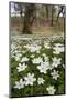 Wood Anemones (Anemone Nemorosa) Growing in Profusion on Woodland Floor, Scotland, UK, May 2010-Mark Hamblin-Mounted Photographic Print