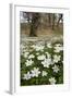 Wood Anemones (Anemone Nemorosa) Growing in Profusion on Woodland Floor, Scotland, UK, May 2010-Mark Hamblin-Framed Photographic Print