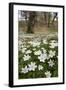 Wood Anemones (Anemone Nemorosa) Growing in Profusion on Woodland Floor, Scotland, UK, May 2010-Mark Hamblin-Framed Photographic Print