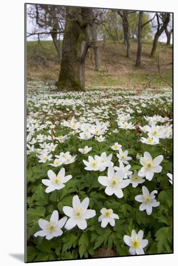 Wood Anemones (Anemone Nemorosa) Growing in Profusion on Woodland Floor, Scotland, UK, May 2010-Mark Hamblin-Mounted Photographic Print