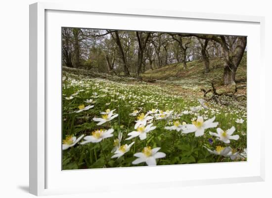 Wood Anemones (Anemone Nemorosa) Growing in Profusion on Woodland Floor, Scotland, UK, May 2010-Mark Hamblin-Framed Photographic Print