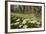 Wood Anemones (Anemone Nemorosa) Growing in Profusion on Woodland Floor, Scotland, UK, May 2010-Mark Hamblin-Framed Photographic Print