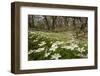 Wood Anemones (Anemone Nemorosa) Growing in Profusion on Woodland Floor, Scotland, UK, May 2010-Mark Hamblin-Framed Photographic Print