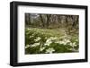 Wood Anemones (Anemone Nemorosa) Growing in Profusion on Woodland Floor, Scotland, UK, May 2010-Mark Hamblin-Framed Photographic Print