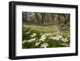 Wood Anemones (Anemone Nemorosa) Growing in Profusion on Woodland Floor, Scotland, UK, May 2010-Mark Hamblin-Framed Photographic Print