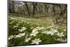 Wood Anemones (Anemone Nemorosa) Growing in Profusion on Woodland Floor, Scotland, UK, May 2010-Mark Hamblin-Mounted Photographic Print