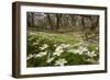 Wood Anemones (Anemone Nemorosa) Growing in Profusion on Woodland Floor, Scotland, UK, May 2010-Mark Hamblin-Framed Photographic Print