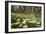 Wood Anemones (Anemone Nemorosa) Growing in Profusion on Woodland Floor, Scotland, UK, May 2010-Mark Hamblin-Framed Photographic Print