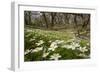 Wood Anemones (Anemone Nemorosa) Growing in Profusion on Woodland Floor, Scotland, UK, May 2010-Mark Hamblin-Framed Photographic Print