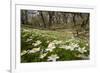 Wood Anemones (Anemone Nemorosa) Growing in Profusion on Woodland Floor, Scotland, UK, May 2010-Mark Hamblin-Framed Photographic Print