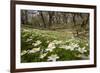 Wood Anemones (Anemone Nemorosa) Growing in Profusion on Woodland Floor, Scotland, UK, May 2010-Mark Hamblin-Framed Photographic Print