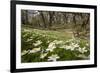 Wood Anemones (Anemone Nemorosa) Growing in Profusion on Woodland Floor, Scotland, UK, May 2010-Mark Hamblin-Framed Photographic Print