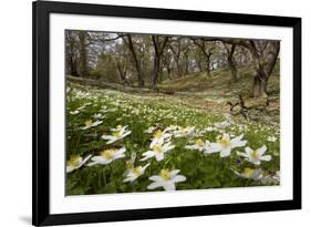 Wood Anemones (Anemone Nemorosa) Growing in Profusion on Woodland Floor, Scotland, UK, May 2010-Mark Hamblin-Framed Photographic Print