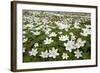 Wood Anemones (Anemone Nemorosa) Growing in Profusion on Woodland Floor, Scotland, UK, May 2010-Mark Hamblin-Framed Photographic Print