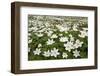 Wood Anemones (Anemone Nemorosa) Growing in Profusion on Woodland Floor, Scotland, UK, May 2010-Mark Hamblin-Framed Photographic Print