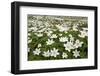 Wood Anemones (Anemone Nemorosa) Growing in Profusion on Woodland Floor, Scotland, UK, May 2010-Mark Hamblin-Framed Photographic Print