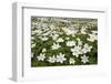 Wood Anemones (Anemone Nemorosa) Growing in Profusion on Woodland Floor, Scotland, UK, May 2010-Mark Hamblin-Framed Photographic Print