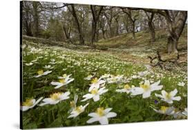 Wood Anemones (Anemone Nemorosa) Growing in Profusion on Woodland Floor, Scotland, UK, May 2010-Mark Hamblin-Stretched Canvas