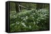 Wood Anemones (Anemone Nemorosa) in Flower, Matsalu National Park, Estonia, May 2009-Rautiainen-Framed Stretched Canvas