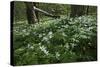 Wood Anemones (Anemone Nemorosa) in Flower, Matsalu National Park, Estonia, May 2009-Rautiainen-Stretched Canvas