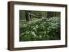 Wood Anemones (Anemone Nemorosa) in Flower, Matsalu National Park, Estonia, May 2009-Rautiainen-Framed Photographic Print