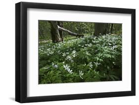 Wood Anemones (Anemone Nemorosa) in Flower, Matsalu National Park, Estonia, May 2009-Rautiainen-Framed Photographic Print