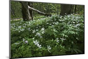 Wood Anemones (Anemone Nemorosa) in Flower, Matsalu National Park, Estonia, May 2009-Rautiainen-Mounted Photographic Print