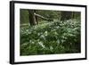 Wood Anemones (Anemone Nemorosa) in Flower, Matsalu National Park, Estonia, May 2009-Rautiainen-Framed Photographic Print