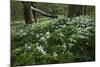 Wood Anemones (Anemone Nemorosa) in Flower, Matsalu National Park, Estonia, May 2009-Rautiainen-Mounted Photographic Print