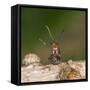 Wood Ant Defence Posture-null-Framed Stretched Canvas