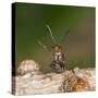 Wood Ant Defence Posture-null-Stretched Canvas