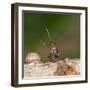 Wood Ant Defence Posture-null-Framed Photographic Print