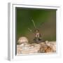 Wood Ant Defence Posture-null-Framed Photographic Print