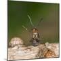 Wood Ant Defence Posture-null-Mounted Photographic Print