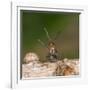 Wood Ant Defence Posture-null-Framed Photographic Print