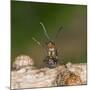 Wood Ant Defence Posture-null-Mounted Photographic Print