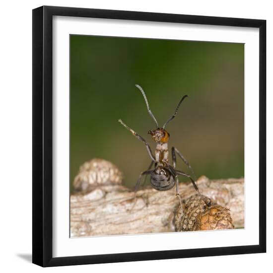 Premium Photographic Print, , large