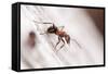 Wood Ant (Formica Rufa) Arne Rspb Reserve, Dorset, England, UK, July. 2020Vision Book Plate-Ross Hoddinott-Framed Stretched Canvas