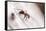 Wood Ant (Formica Rufa) Arne Rspb Reserve, Dorset, England, UK, July. 2020Vision Book Plate-Ross Hoddinott-Framed Stretched Canvas