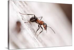 Wood Ant (Formica Rufa) Arne Rspb Reserve, Dorset, England, UK, July. 2020Vision Book Plate-Ross Hoddinott-Stretched Canvas